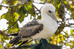 Abbott's Booby photo 1