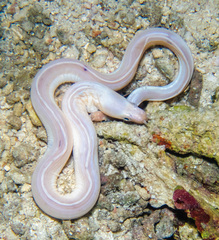 Ghost Moray photo 4