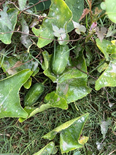 Ivy gourd
