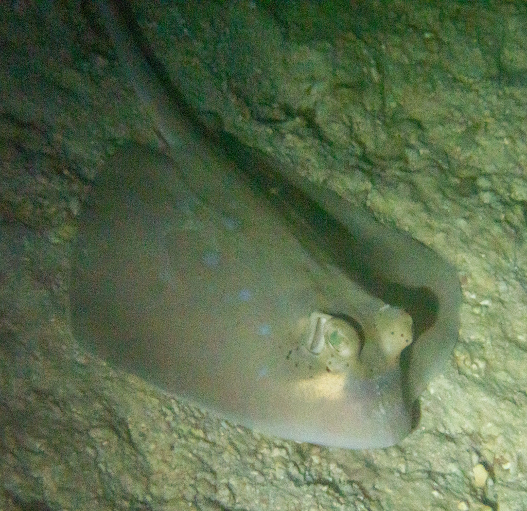 Neotrygon malaccensis