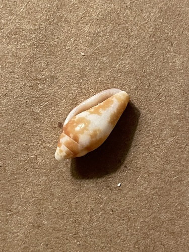Conella ovulata observed 2021-12-24
