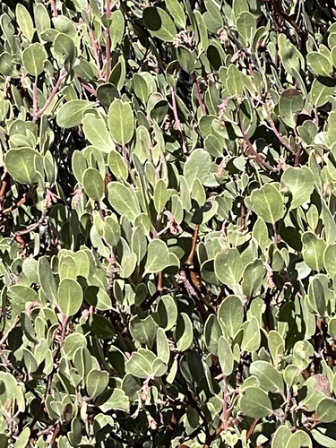 Arctostaphylos parryana, photograph 4