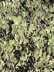 Arctostaphylos parryana, photograph (c) TEAMVALOR786 Succulents and cacti, The future of nature is in your hands, some rights reserved (CC BY)