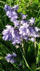 Hyacinthoides