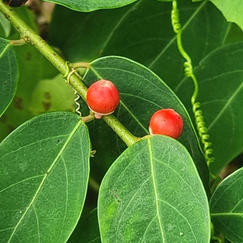 Breynia racemosa observed 2023-12-02