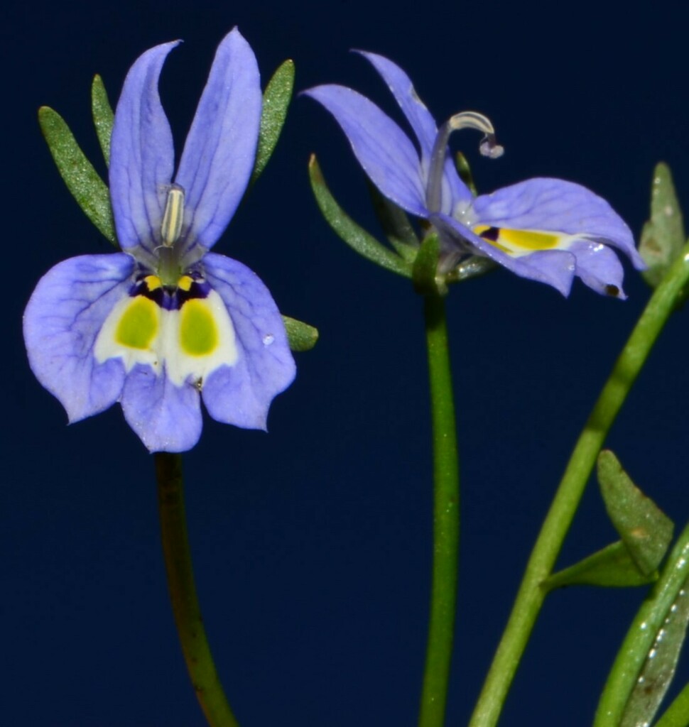 harlequin calicoflower