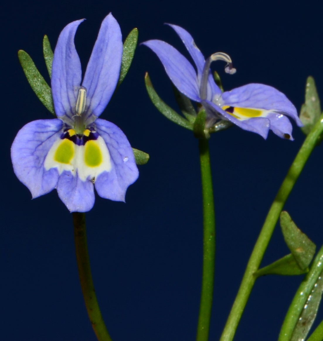 Downingia insignis