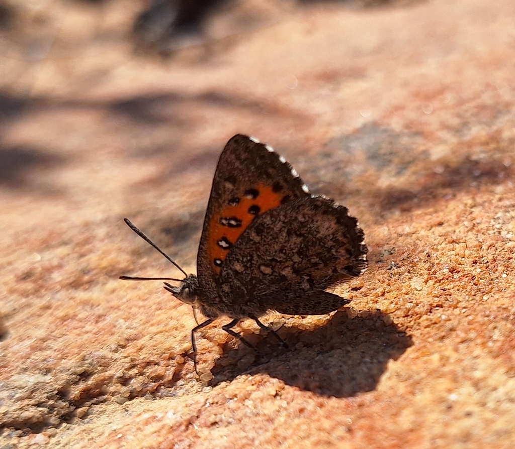 Arid Copper