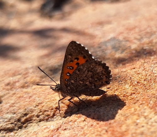 Arid Copper