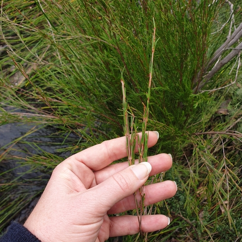Image of Baeckea linifolia by (c) Shelomi Doyle, some rights reserved (CC BY)