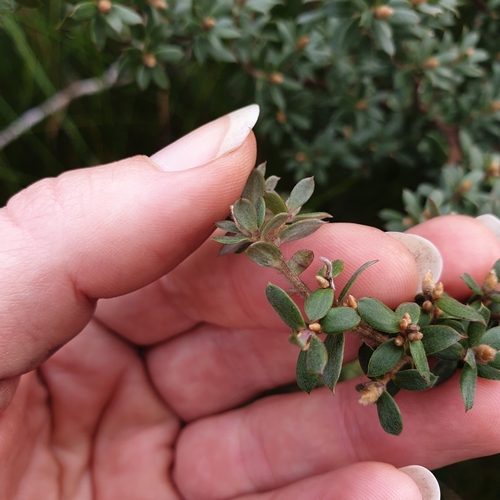 Image of Leptospermum grandifolium by (c) Shelomi Doyle, some rights reserved (CC BY)