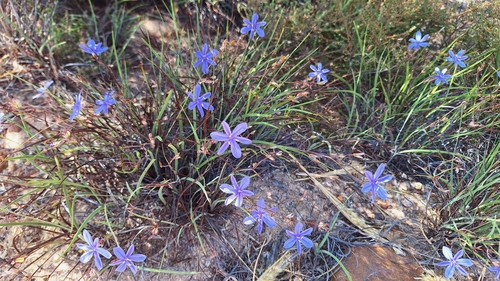 Aristea dichotoma (Aristea dichotoma)