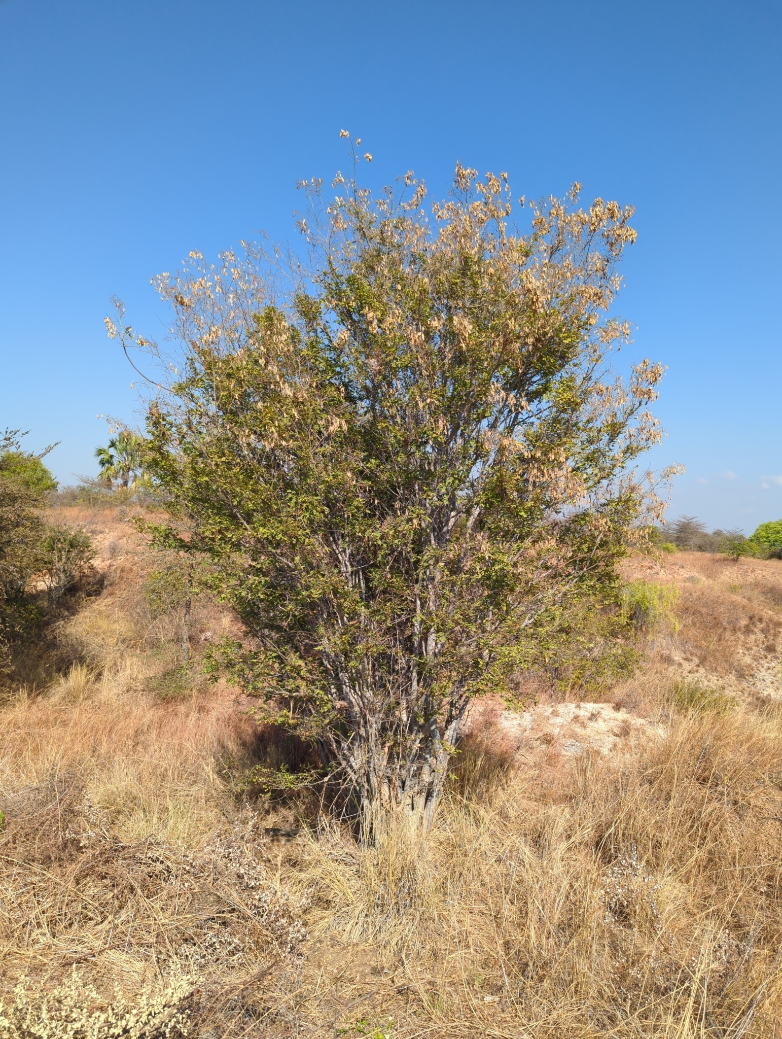 Imagem de Jacarandá-do-cerrado