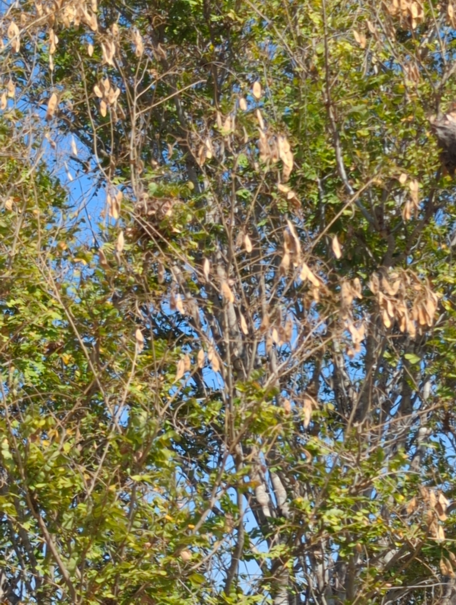 Imagem de Jacarandá-do-cerrado