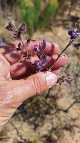 Image of Salvia albicaulis by (c) Karen Eichholz, some rights reserved (CC BY)