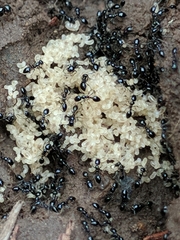 Monomorium minimum
