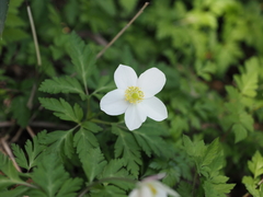 Anemonoides nikoensis