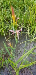 Iris fulva