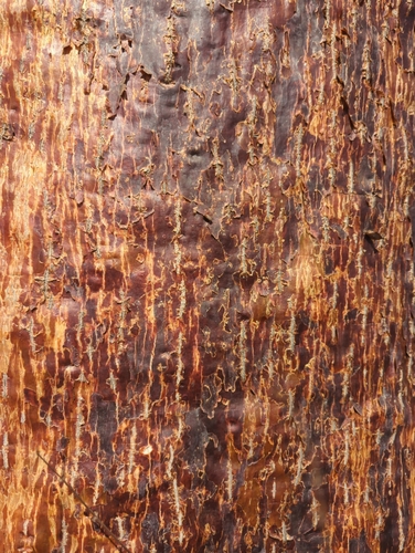 fony baobab