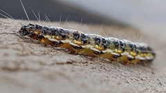 Uresiphita maorialis