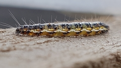 Uresiphita maorialis