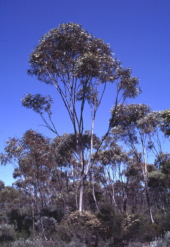 Eucalyptus valens 2