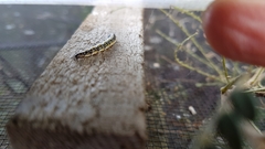 Uresiphita maorialis