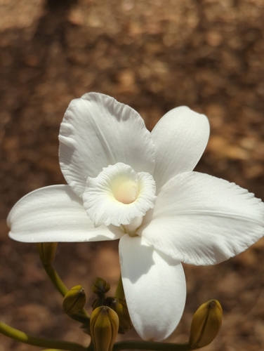 Vanilla bosseri