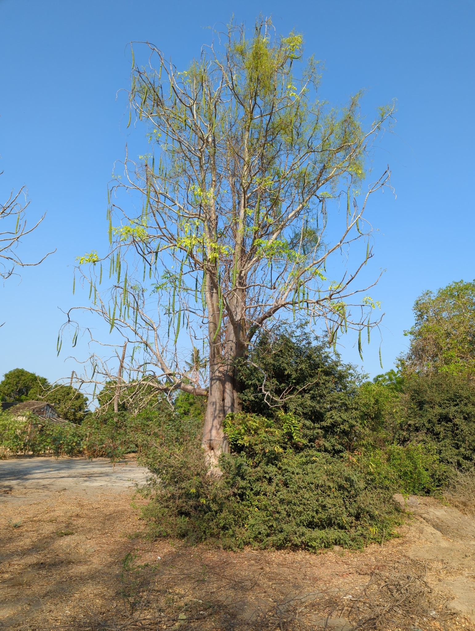 Moringa hildebrandtii Engl. 3