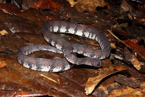 Photo of a Jamil Slug Snake (Asthenodipsas jamilinaisi)