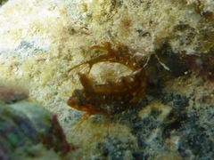 Heteroclinus