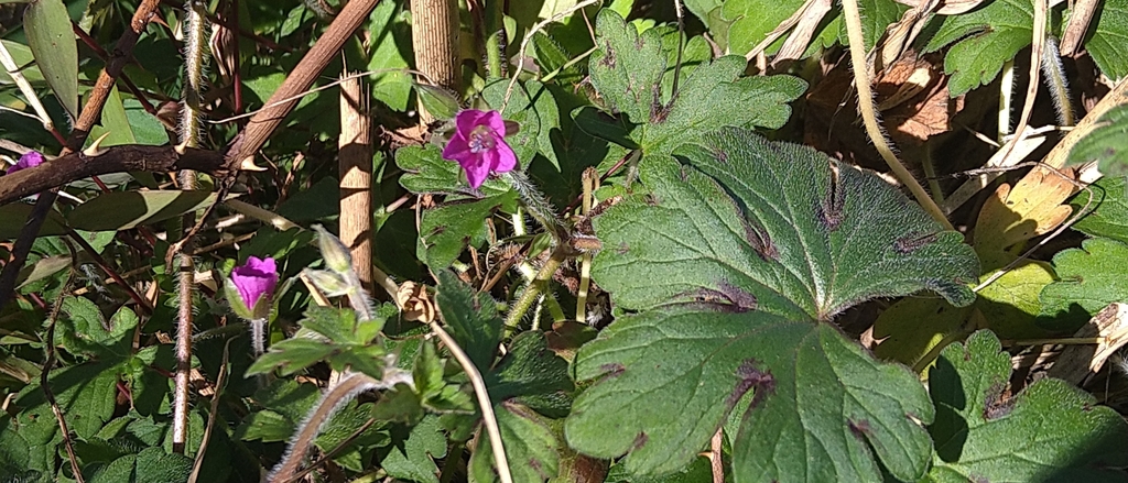 Nepal Geranium from 556台灣南投縣信義鄉神木村 on December 15, 2023 at 10:26 AM by ...