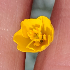 Eschscholzia minutiflora