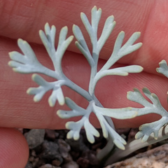 Eschscholzia minutiflora