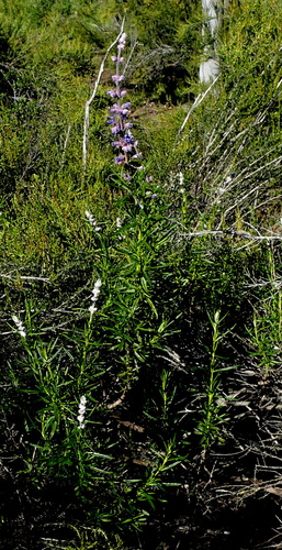 Woolly Blue Curls seedling