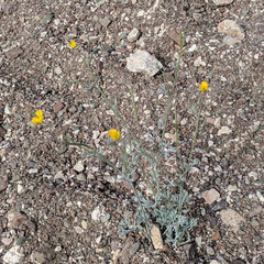 Eschscholzia minutiflora