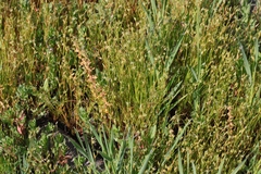 Juncus bufonius