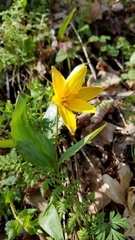 Erythronium rostratum