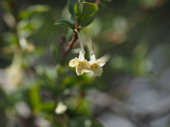 Elaeagnus multiflora