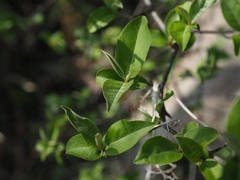 Elaeagnus multiflora