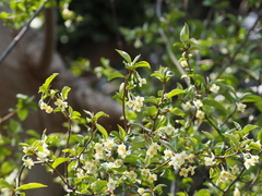 Elaeagnus multiflora