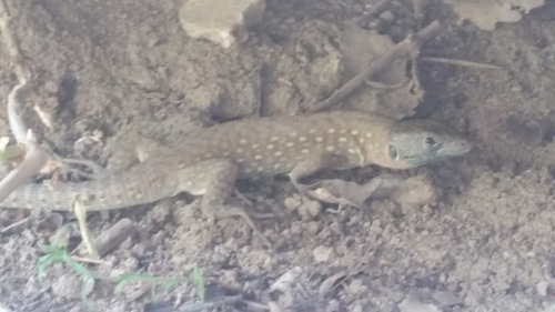 Kurdistanian Ocellated Lizard