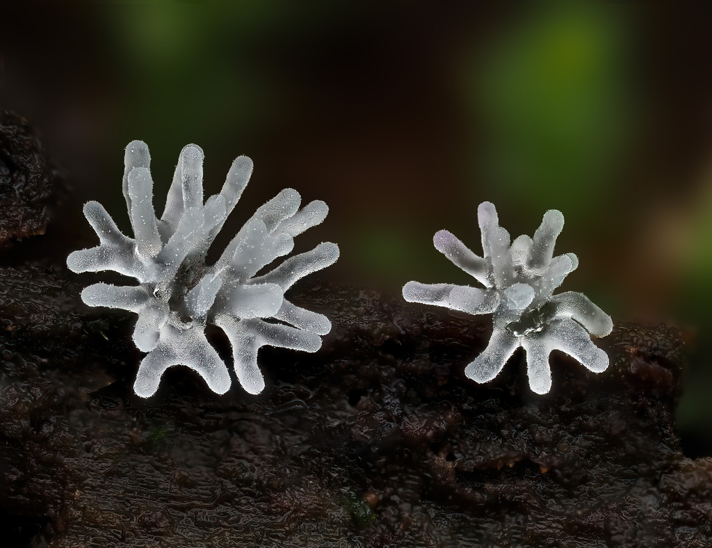 Common Coral Slime