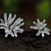 Ceratiomyxa fruticulosa - Photo (c) Alan Rockefeller,  זכויות יוצרים חלקיות (CC BY), הועלה על ידי Alan Rockefeller
