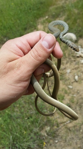 Dahl's Whip Snake