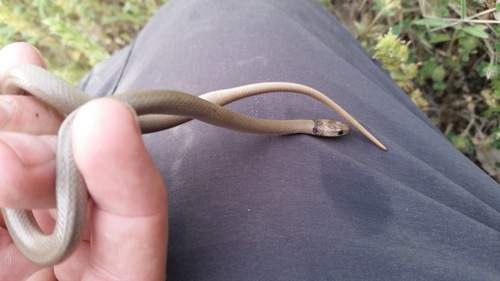 Collared Dwarf Snake