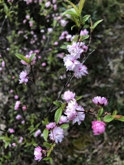 Prunus glandulosa