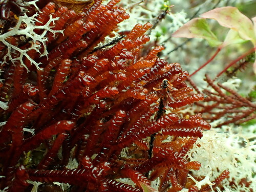 Pleuroziales