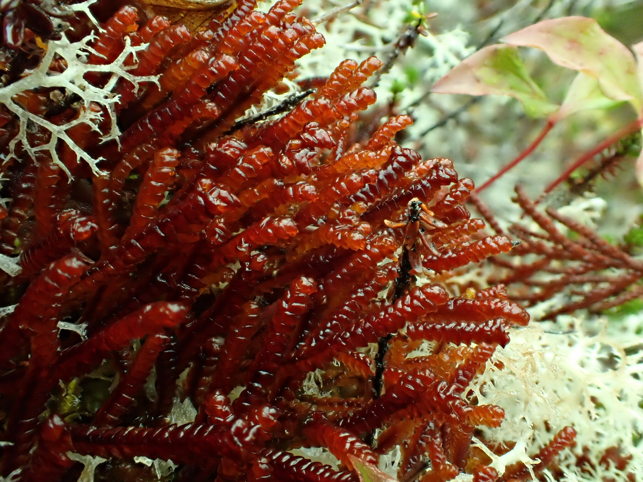 Pleuroziales