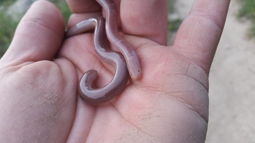 Eurasian Blind Snake